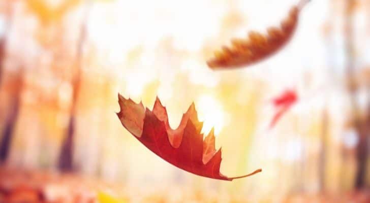 A handful of leaves falling from a tree