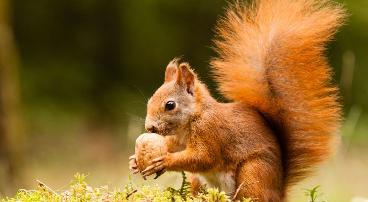 A red squirrel holding a nut