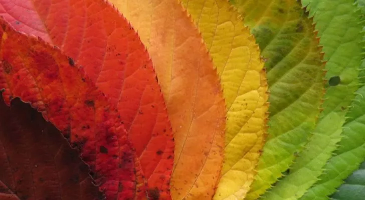 A collection of leaves ranging in color from dark red to green