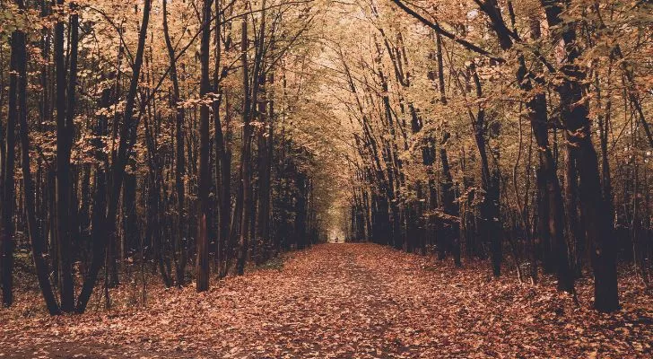 A forest in fall with leaves scattered all over the ground