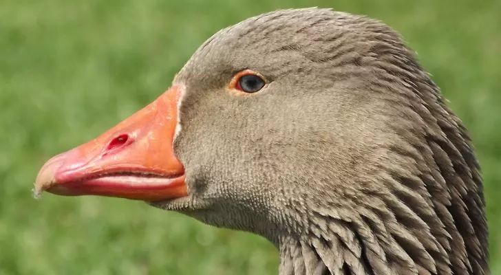 The face of a brown goose with a bright orange beak