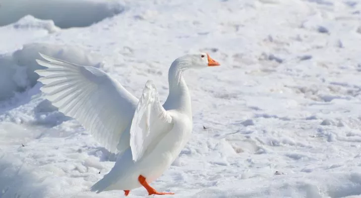 A Greater Snow Goose flapping its wings