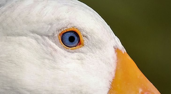 A view of a goose's head with its bright blue eye focusing on something