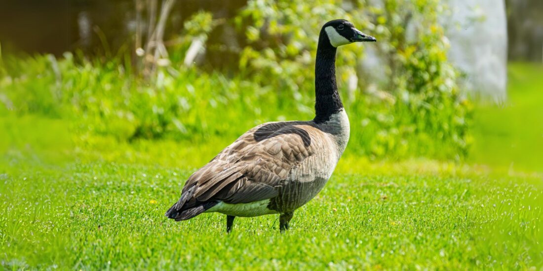 15 Fascinating Facts About Geese You Should Know - The Fact Site