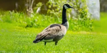 Goose Facts