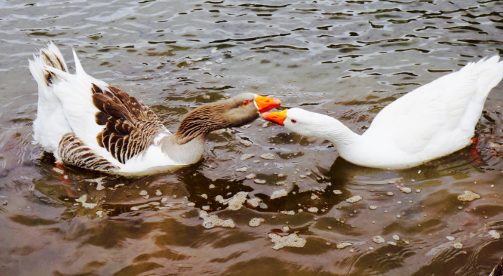 Two geese showing each other playful body language