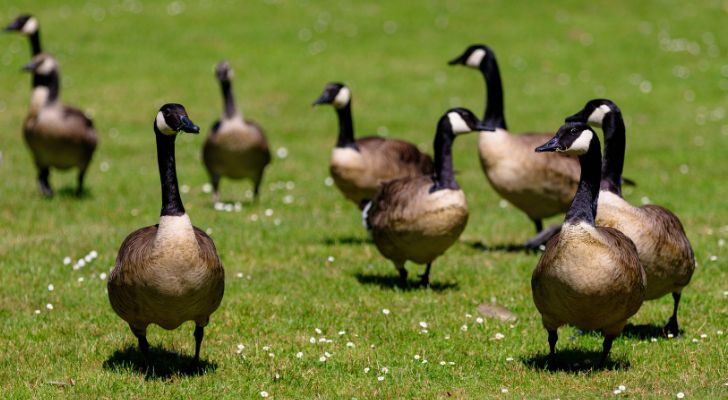 A flock of geese grazing in a field