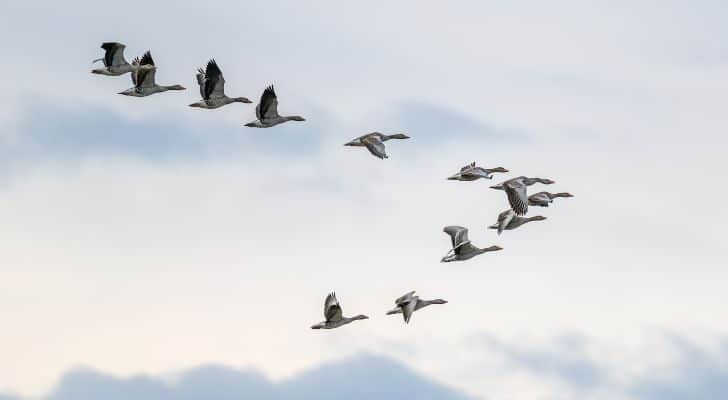 A flock of geese flying through the sky in a V formation