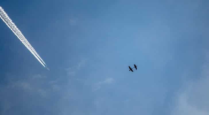 Two geese flying high in the sky with a plane flying behind them