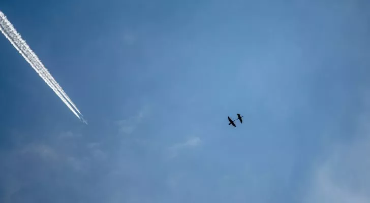 Two geese flying high in the sky with a plane flying behind them