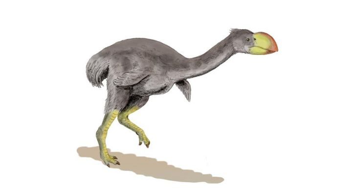 Dromornis stirtoni, a flightless prehistoric goose from the Late Miocene of Australia