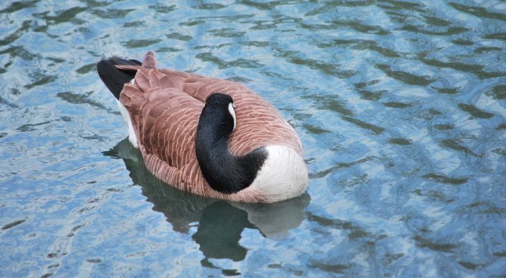 A goose asleep in a lake, tucking its head into its wings