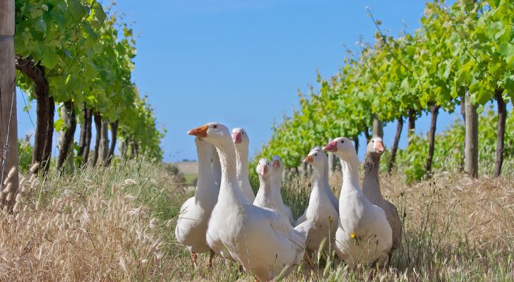 A small flock of white geese in a vineyard in Australia