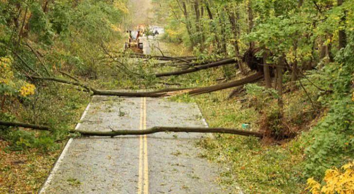 A row of trees that were blown down by Hurricane Sandy