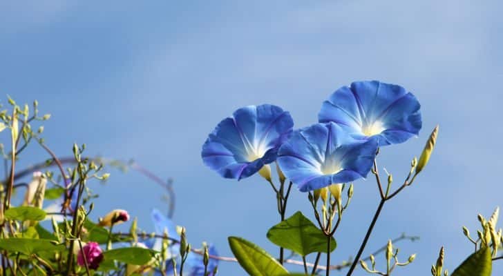 A small group of blue morning glories against a clear blue sky