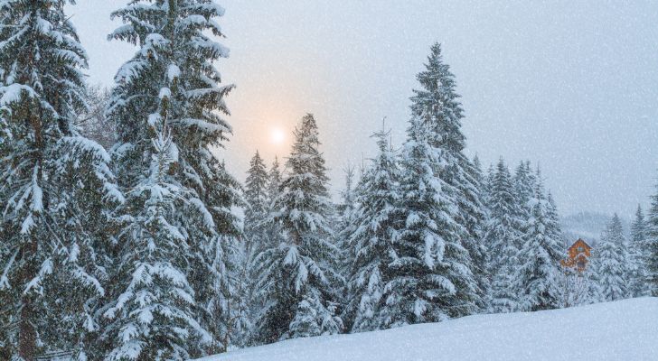 Winter snow covering a large group of pine trees