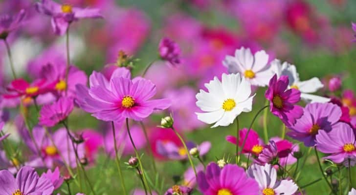 Pink and white cosmos growing together in a field