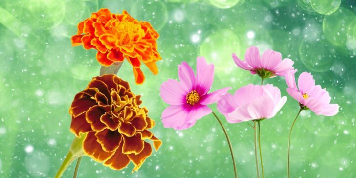 October Birth Flower Facts