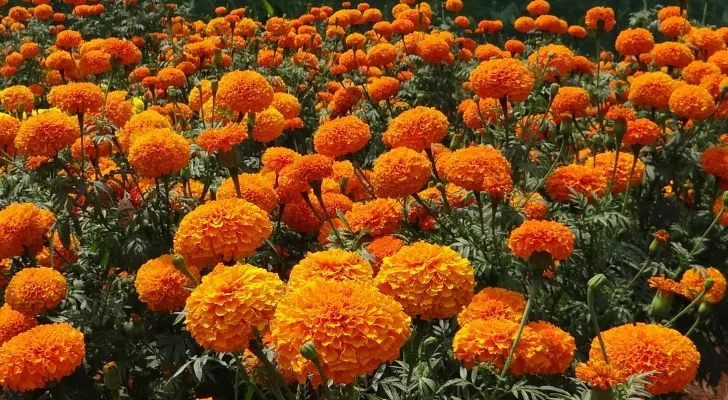 A large field of yellow and orange marigolds growing in the sun