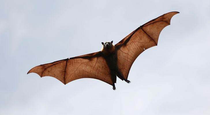 A brown bat with it's wings spread wide flying through the air