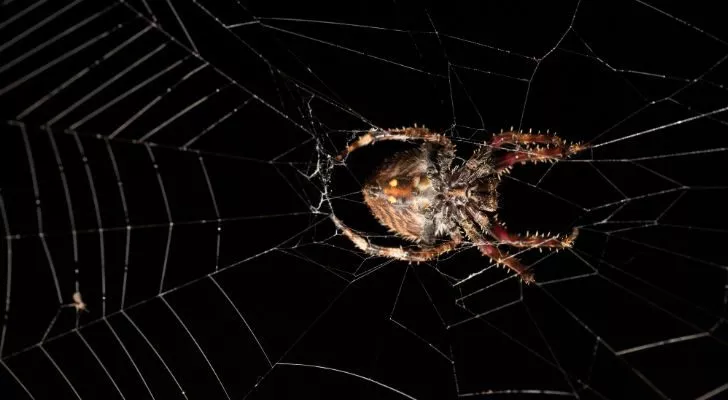 A Darwin's Bark Spider weaving a web in a circular pattern