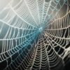 Spider Web Facts