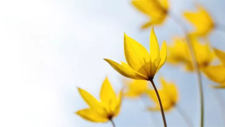 Close-up of yellow flowers against a light blue sky