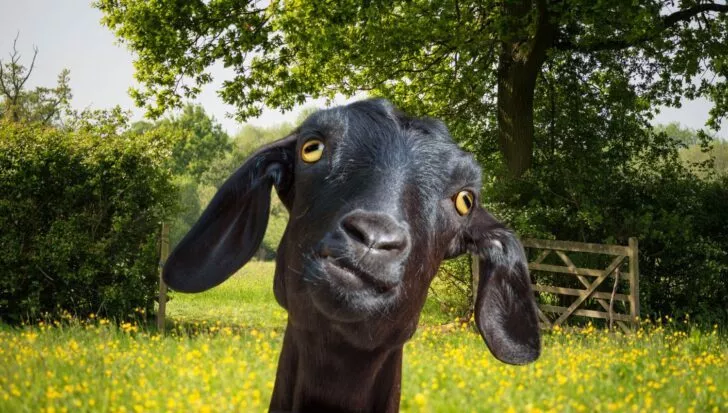 A black goat with large, curious eyes standing in a field with yellow flowers and a wooden gate in the background