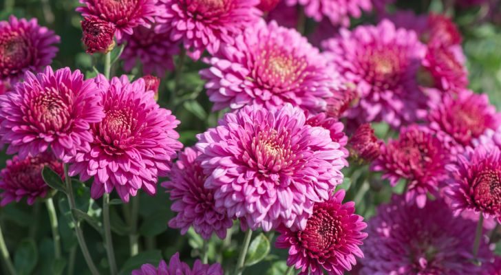 A group of bright pink chrysanthemums growing in a garden