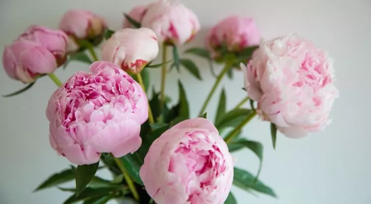 A collection of pink peonies arranged together