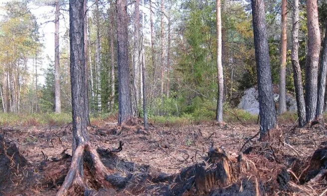 OTD in 2018: Forest fires spread across large areas of Sweden.