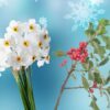 December Birth Flower Facts