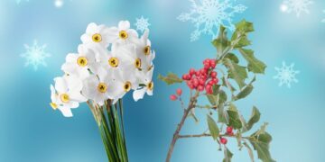 December Birth Flower Facts