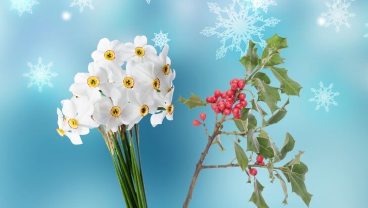 December Birth Flower Facts