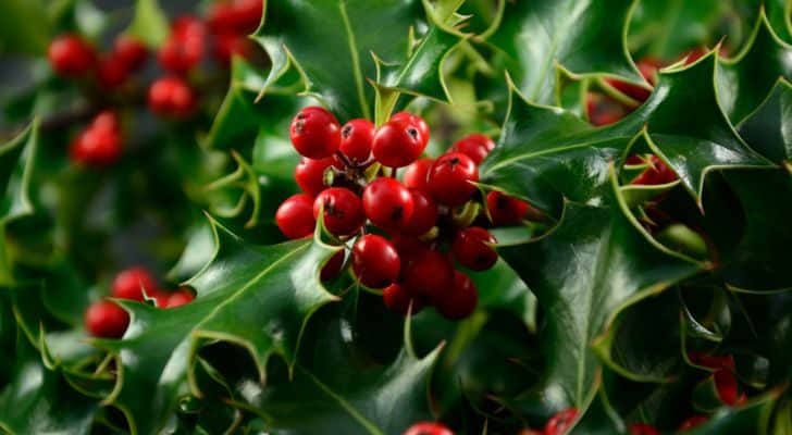 A holly bush with bright red berries and spikey green leaves