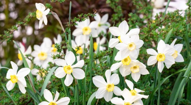 A group of white narcissuses growing together in the wild