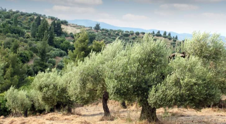 A large olive tree orchard stretching over a hill and into the distance