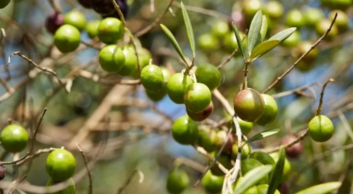 A large collection of olives growing on an olive tree in the sun