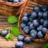 Blueberry Facts