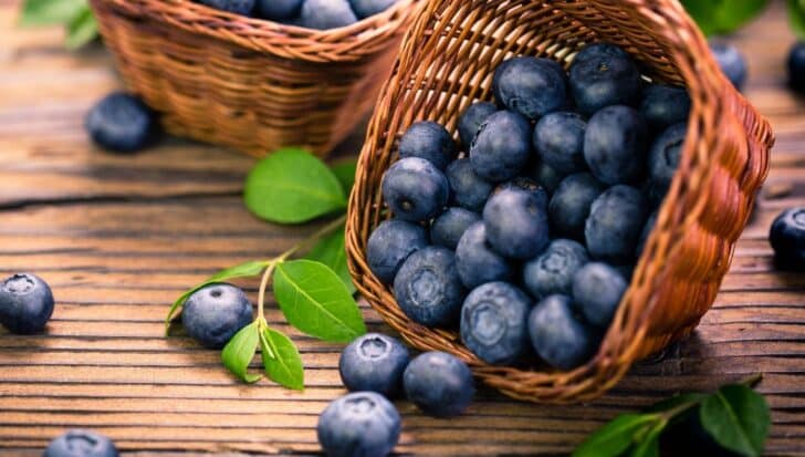 Blueberry Facts