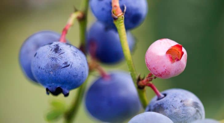 Various blueberries growing from a stem, including a bright pink one