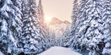 Snow-covered trees lining a path with mountains in the background and a low sun illuminating the scene