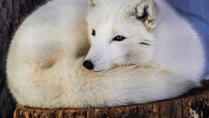 Arctic fox curled up on a tree stump, showcasing thick, white fur