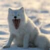 An Arctic fox sitting on snowy ground with its mouth open, possibly yawning or vocalizing