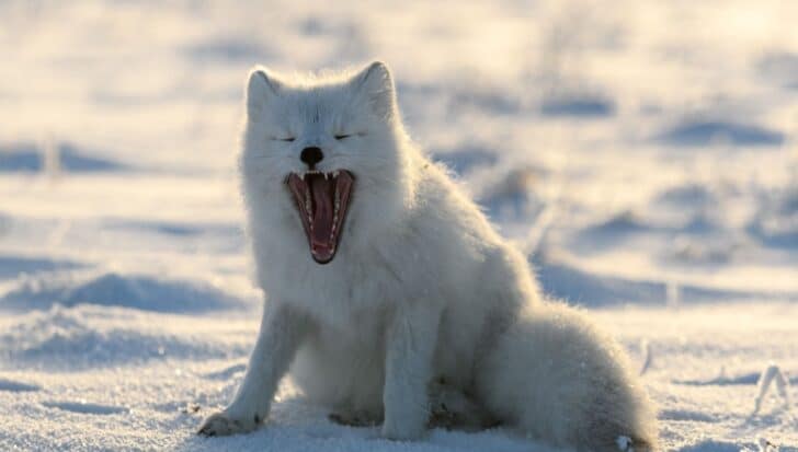 An Arctic fox sitting on snowy ground with its mouth open, possibly yawning or vocalizing