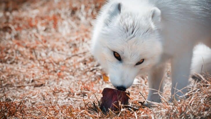 An Arctic fox on a grassy area nibbling on a piece of meat