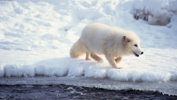 Arctic fox walking on snowy ice next to water