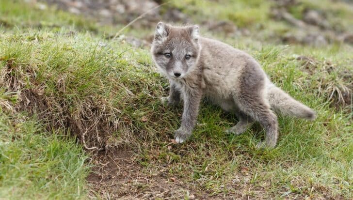 Young arctic fox standing on grass, showcasing its fluffy coat and curious expression