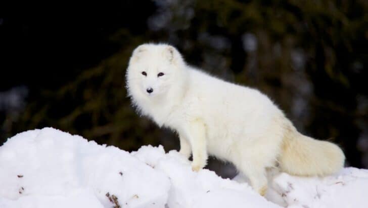 Arctic fox standing on a snowy landscape, showcasing its thick white fur