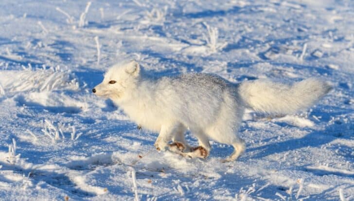 Arctic fox walking on snow with its paws adapted for cold environments